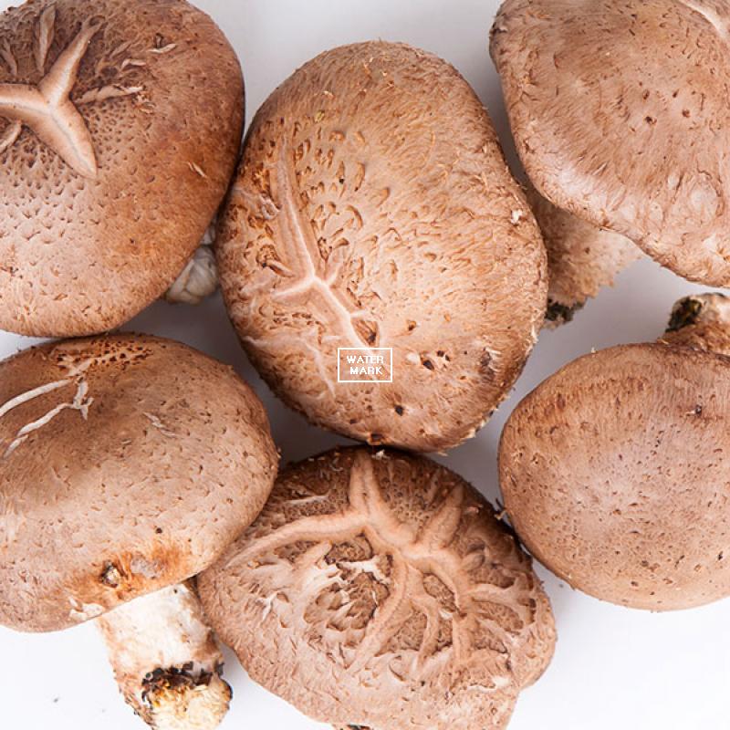 지혜상품(jsseller2)